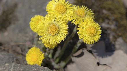 Aceste flori galbene ale primăverii au efecte uimitoare asupra sănătăţii! 