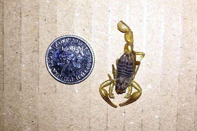 Este Lună Nouă în Scorpion. Se schimbă viața zodiilor!