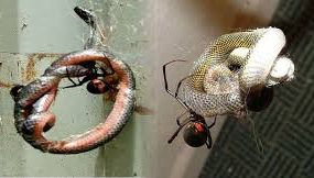 Șarpe veninos ucis de păianjen. Imagini șocante filmate în casa unui australian