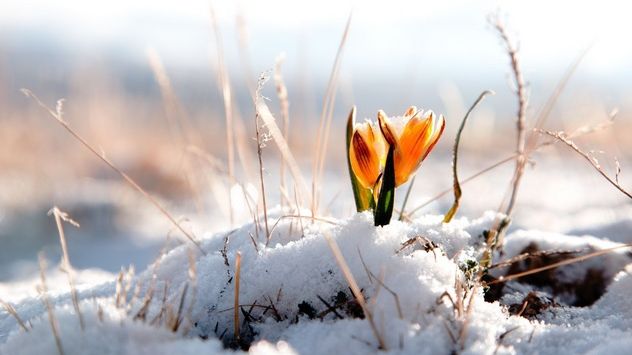 Vremea extremelor. După ger, temperaturile cresc considerabil. Prognoza meteo pe două săptămâni