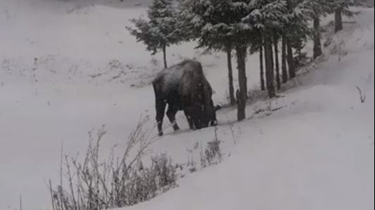 Un zimbru din Neamț a ajuns vedetă pe Facebook. Cum a fost filmat