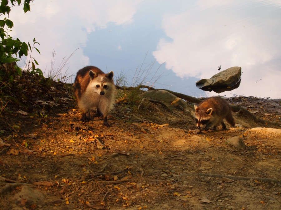 Cele mai impresionante iluzii optice din lume. Fotografiile care nu sunt ce par la prima vedere