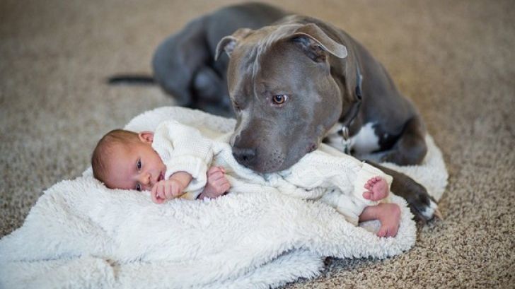 Şi-a avertizat soţia să nu lase pitbull-ul lângă bebeluş. Dar l-a aşezat pe mochetă. Ce a urmat 