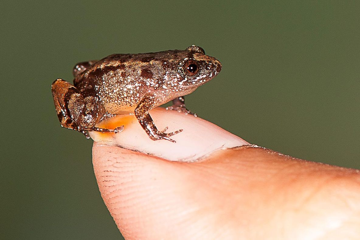 Oamenii de ştiinţă au descoperit o specie nouă de broască. E atât de mică, încât încape pe o unghie