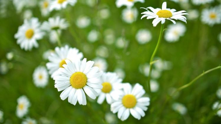 Horoscop aprilie 2017: Zodiile care vor avea mare noroc luna aceasta