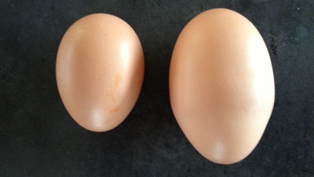 Au găsit în cuibar un ou uriaș și l-au spart imediat. ULUITOR: ce se afla în el