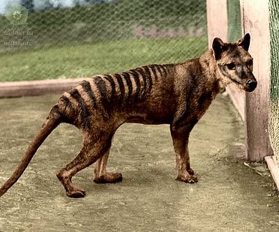 La 80 de ani de la EXTINCŢIE, un animal legendar a fost zărit