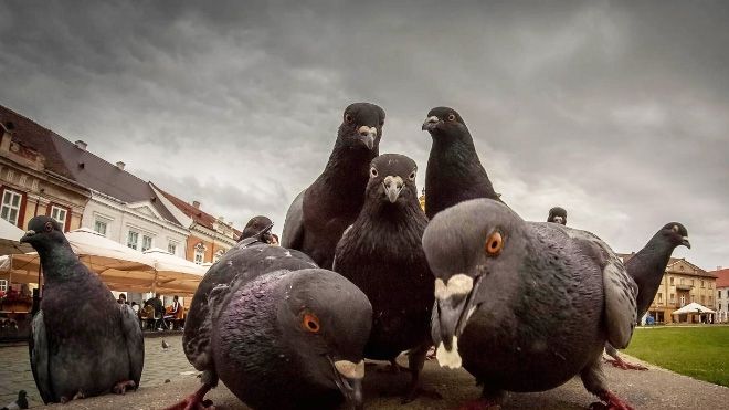 GALERIE FOTO Animalele care arată de parcă lansează cel mai tare album muzical din lume