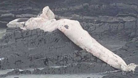 A ieşit într-o plimbare pe faleză, dar ce a descoperit este şocant! O creatură imensă zăcea pe ţărm