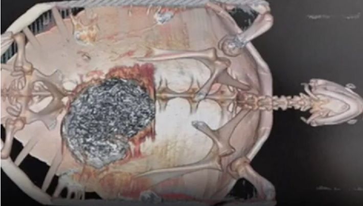 Nu au știut ce are, dar în timpul operației veterinarii au găsit o adevărată comoară în interior!