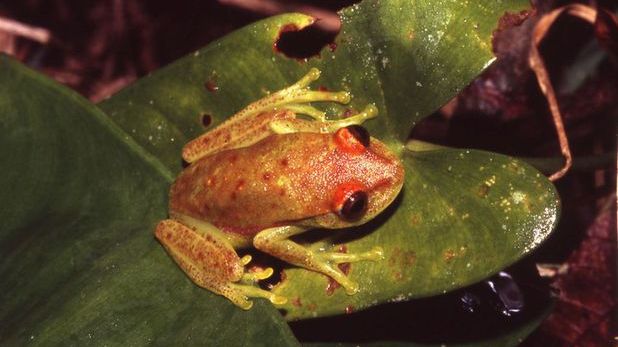 Este aceasta descoperirea secolului? A fost găsit primul amfibian fluorescent