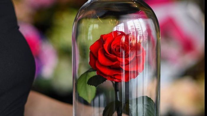 Trandafirul din “Frumoasa și bestia” există! Cât costă o astfel de floare și cât rezistă