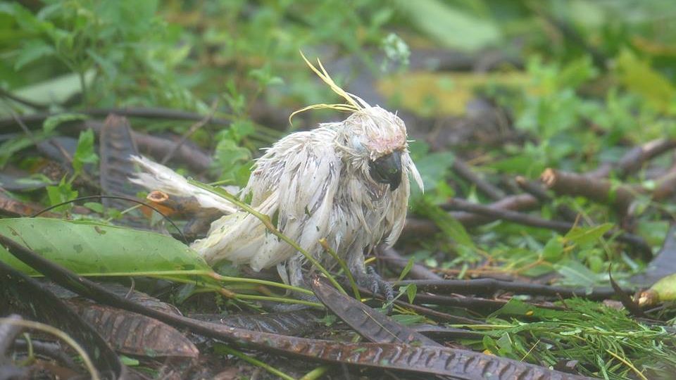 Victimele nevinovate ale ciclonului Debbie. Natura dezlănţuită nu ţine cont de ele