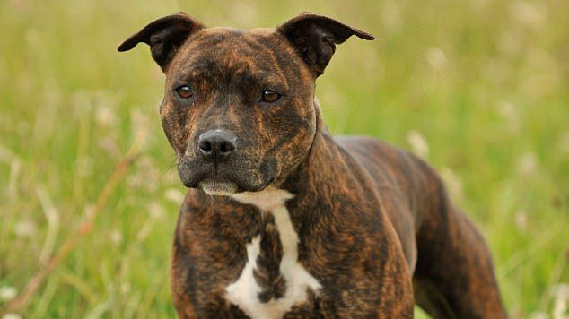 Reality show înfiorător la un post prestigios! Devorat de propriul câine chiar în timpul filmărilor