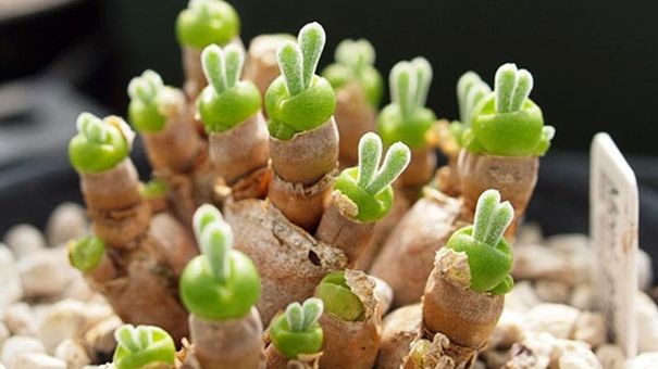 Iepurași crescuți în ghiveci, ultimul moft în materie de plante de interior 