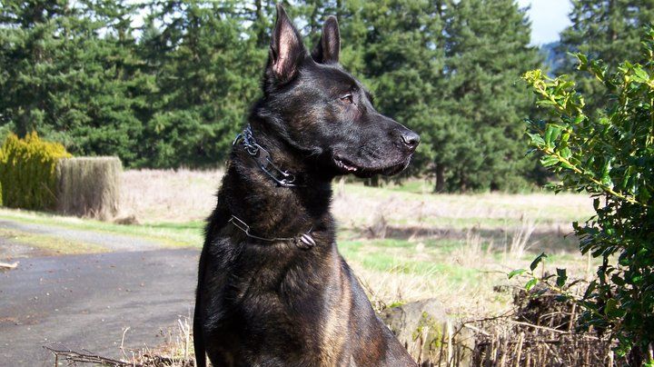 Cel mai capabil câine polițist! A reușit să prindă trei suspecți în timp record