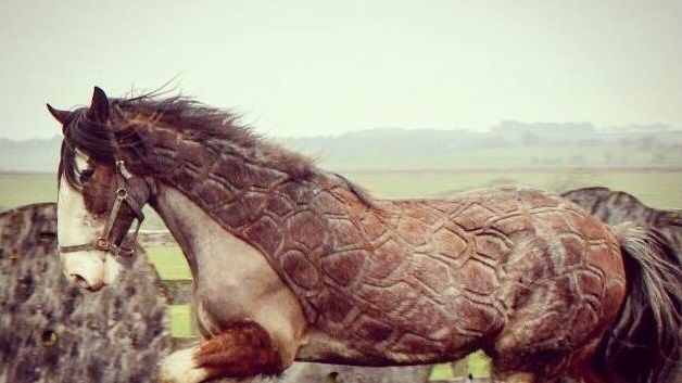 Cele mai trendy tunsori pentru cai! O nouă modă face furori în Scoția