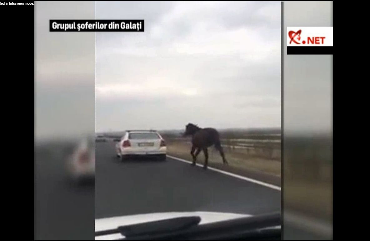 Imagini revoltătoare surprinse în Galaţi: Un cal legat de o maşină este târât pe o şosea. VIDEO