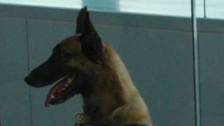 De necrezut ce a descoperit acest câine polițist la un control de rutină în tren!