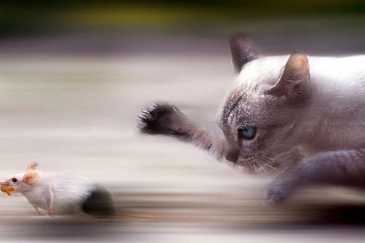 Pisicile înțeleg noțiuni de fizică! Află descoperirile uluitoare ale cercetătorilor