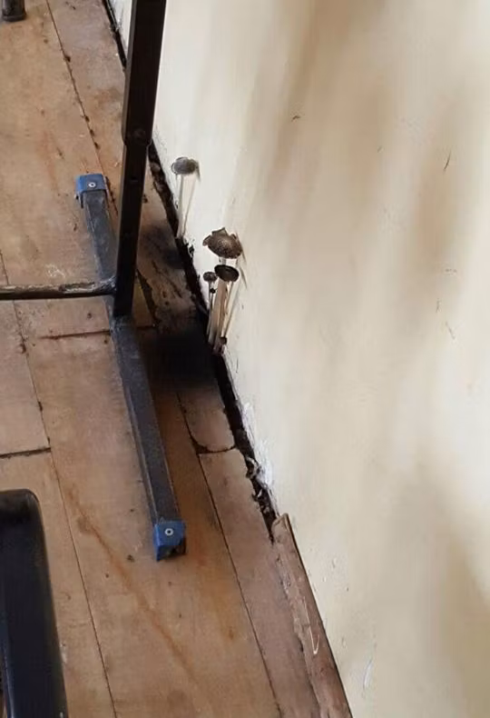 Imagini şoc la un liceu din Constanţa. Au crescut ciuperci în clasă din cauza mucegaiului 