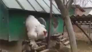 Imaginile care au şocat internetul! Cum arată cel mai mare cocoş din lume. "Seamănă cu un dinozaur"