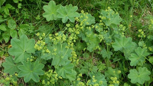 Această plantă este cel mai puternic remediu natural pentru femei. Sigur nu ştiai asta
