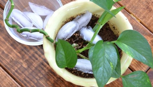 De ce să pui săptămânal cuburi de gheaţă la baza plantelor din ghiveci
