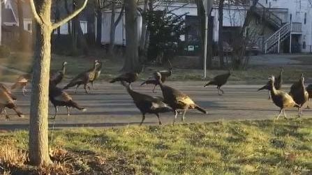 Înspăimântător! Cum se comportă o adunătură de curcani atunci când văd o pisică moartă 