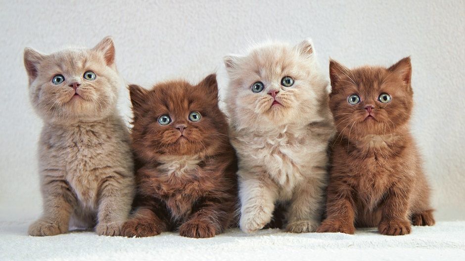 Dacă iubești pisicile, ai ocazia să miroși ca ele. Se lansează un parfum cu aromă de blană de pisoi