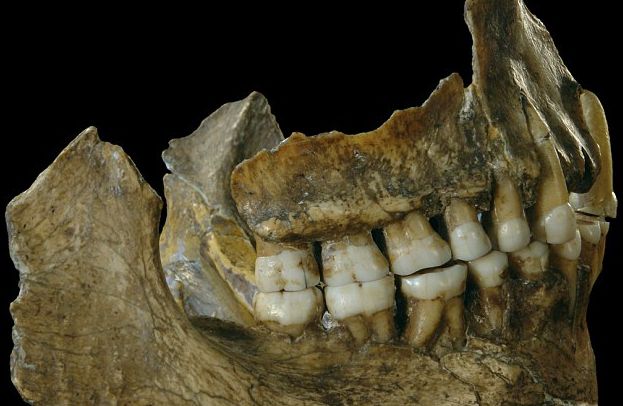 Strămoşii omului au descoperit antibioticele şi aspirina cu 50.000 de ani în urmă