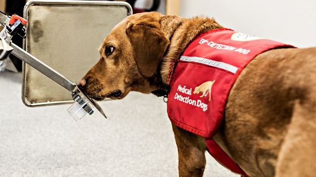 Câini care detectează cancerul. Program revoluționar de diagnosticare pe cale de a fi lansat