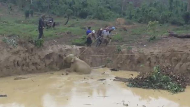 Tulburător! O turmă de elefanţi a fost ajutată să scape miraculos dintr-o tragedie de proporţii