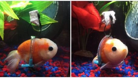 Scaun cu rotile pentru un peștișor auriu. Invenție neobișnuită a unui tânăr