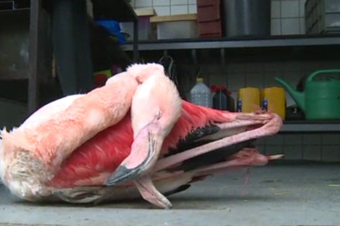 Ferocitate fără precedent. Au dat buzna în țarc și au ucis un exemplar rar. Monștri cu fețe de copii