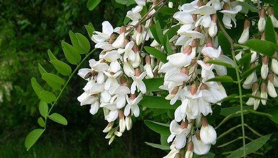 Primăvara, anotimpul preferat de gastrită - 5 pansamente gastrice naturale 