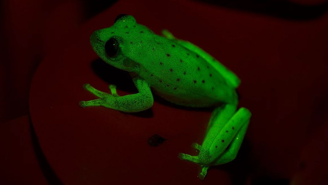 Pare un personaj din povești, dar e reală: broasca fluorescentă a uimit oamenii de știință