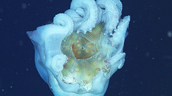 Festin subacvatic. Imagini rare cu una dintre cele mai misterioase creaturi marine