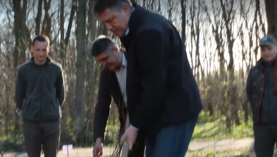 Klaus Iohannis a ieșit să planteze copaci! Imagini inedite cu șeful statului
