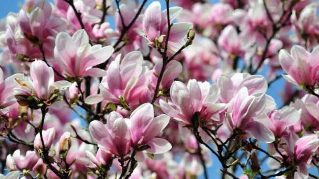 Cum se plantează corect MAGNOLIA. Trucuri pentru flori de invidiat