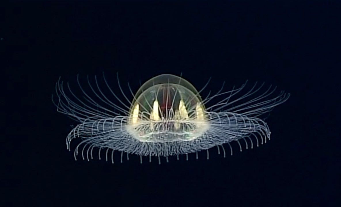 OZN zărit în adâncuri! Descoperirea aparține unor exploratori