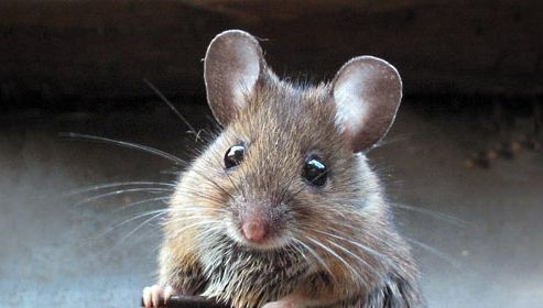 Panică în avion. Pasagerii au fost îngroziți. Când au descoperit adevăratul motiv, au râs