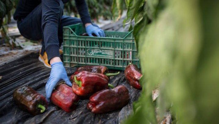 Ministerul Muncii: Nu s-au constatat încălcări majore ale legii la firmele italiene controlate 