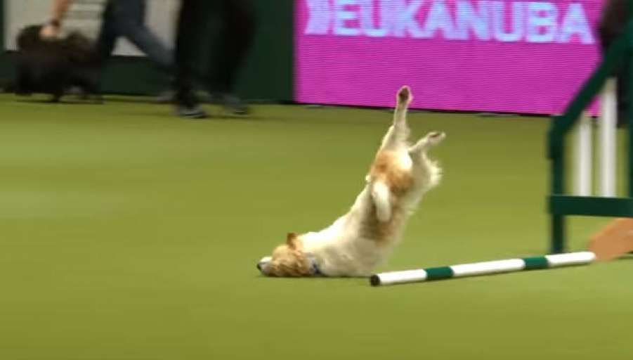 Câinele care NU a câştigat concursul, dar a devenit VEDETA show-ului