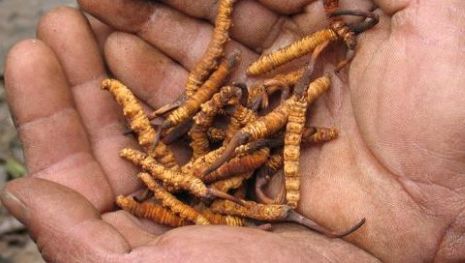 Viermii care costă 20.000 de dolari kilogramul. De ce se dau chinezii în vânt după așa ceva?