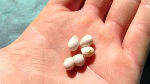 A găsit nişte ouă în curte. Uluitor ce a ieşit din ele