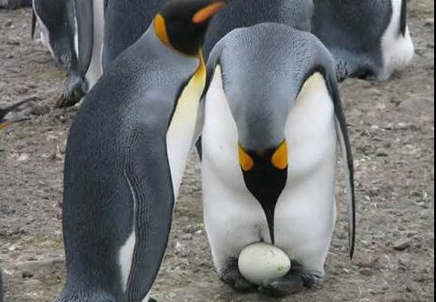 Par desprinse din filmele SF. Cum arată ouăle de pinguin fierte 