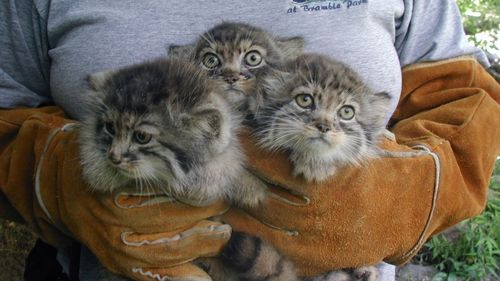 A crezut că sunt pisoi abandonați și i-a luat acasă. Dar când au crescut, erau cu totul altceva... 