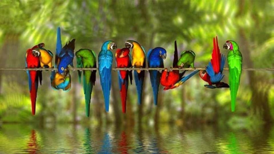 Papagali dependenți de droguri. Fenomenul face ravagii în India. Ce pericol prezintă păsările
