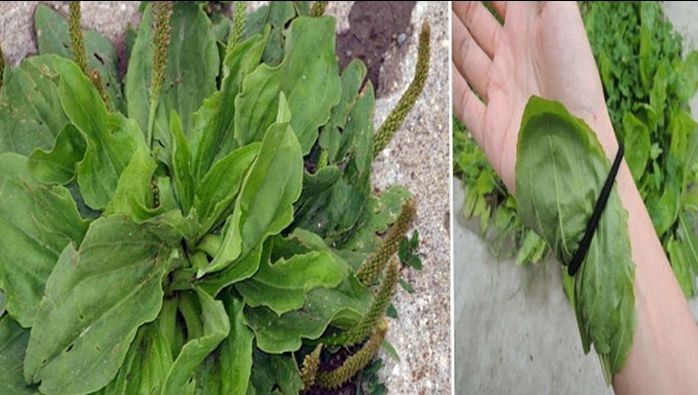 Nu o călca în picioare. Este cel mai bun medicament natural de pe planetă 